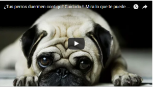 perro