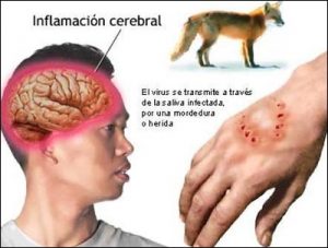 perro3
